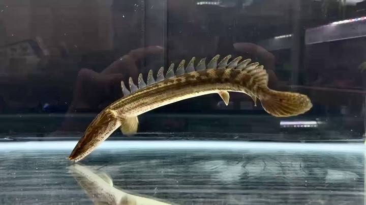 【直輸入】シンチャドビキール