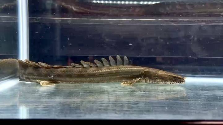 【直輸入】シンチャドビキール